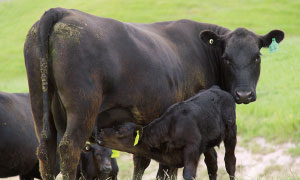 画像：BSE（狂牛病）をはじめとする〝疫病のない国〟の契約牧場で牛を育てています
